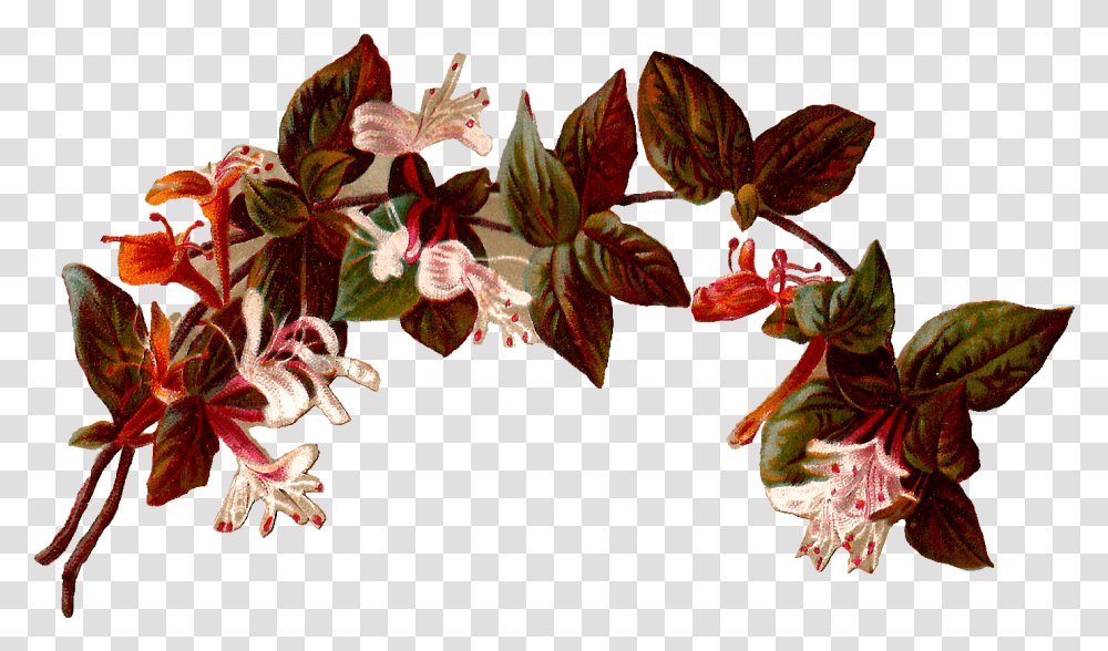 Best Vintag Flower Border 30230 Clipartioncom Vintage Arco De Flores, Plant, Acanthaceae, Leaf, Veins Transparent Png