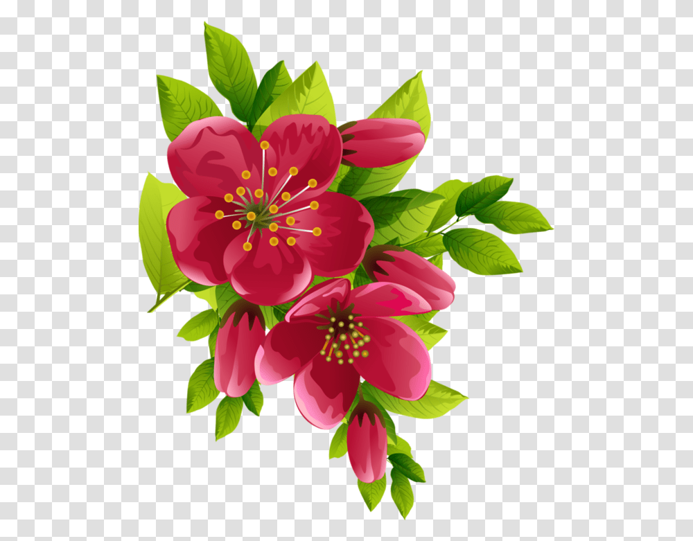Best Wallpaper Images Flowers, Plant, Blossom, Petal Transparent Png
