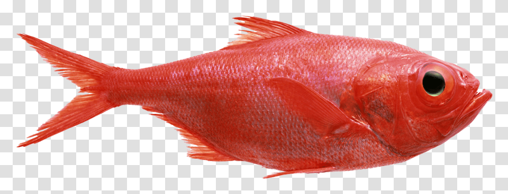 Best Ways Catch Red Fish Fishingmobile Red Fish, Animal, Goldfish Transparent Png
