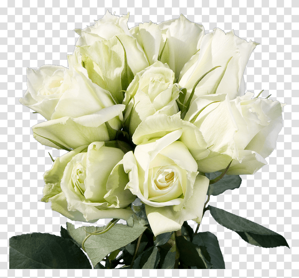 Best White And Green Rose, Plant, Flower, Blossom, Flower Bouquet Transparent Png