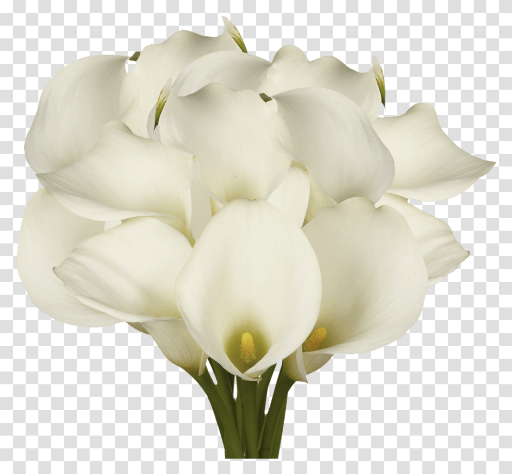 Best White Open Cut Calla Lilies Cut Flowers, Plant, Rose, Blossom, Petal Transparent Png
