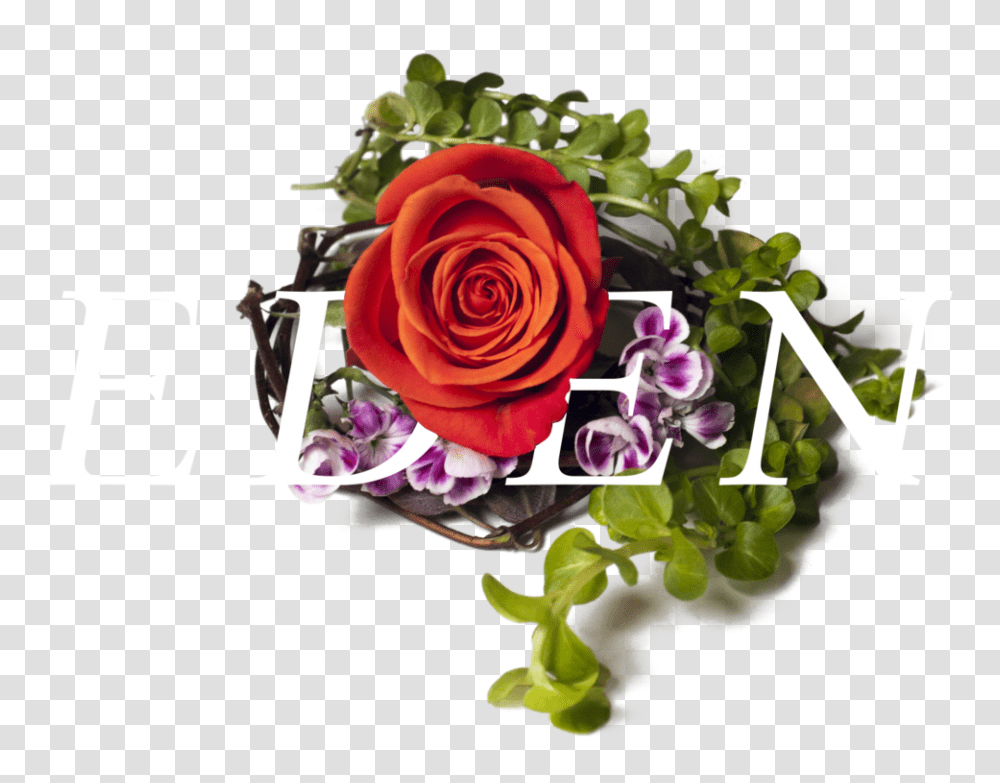 Bestill Header Element Garden Roses, Plant, Floral Design Transparent Png