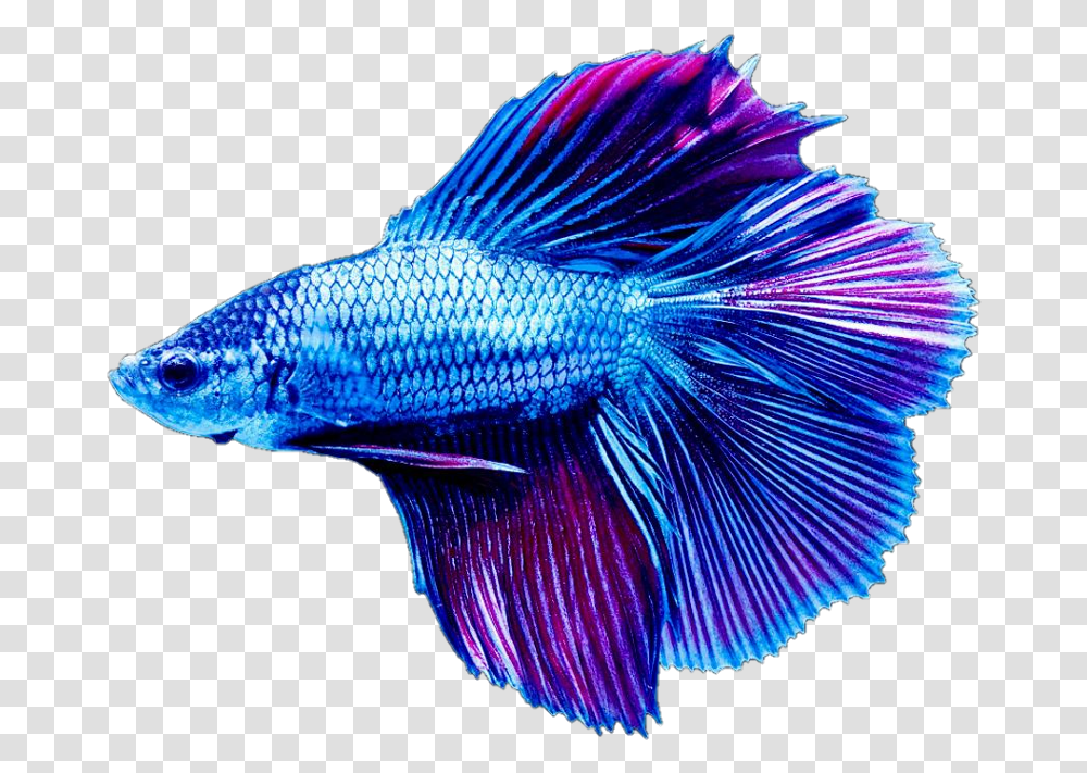 Beta Fish Betta Fish Background, Animal, Water, Aquatic, Goldfish Transparent Png