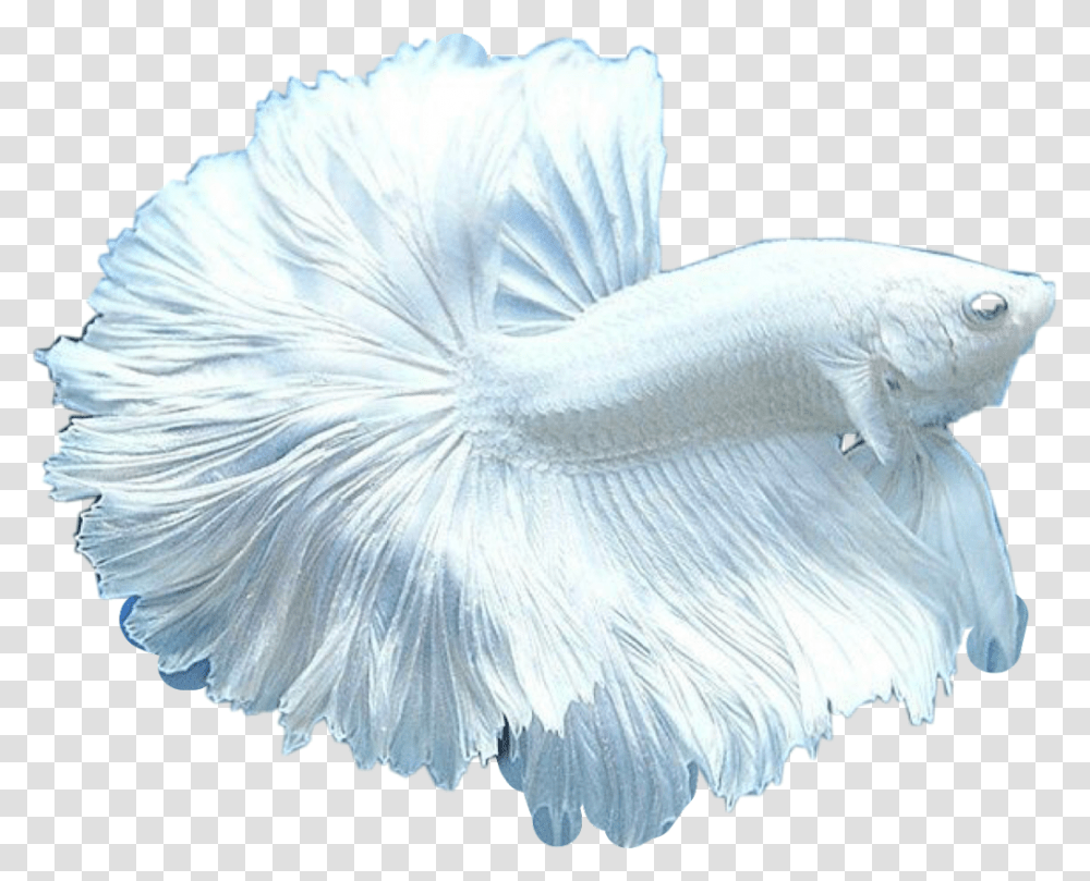 Beta Fish Clip Art All White Pet Fish, Plant, Flower, Blossom, Animal Transparent Png