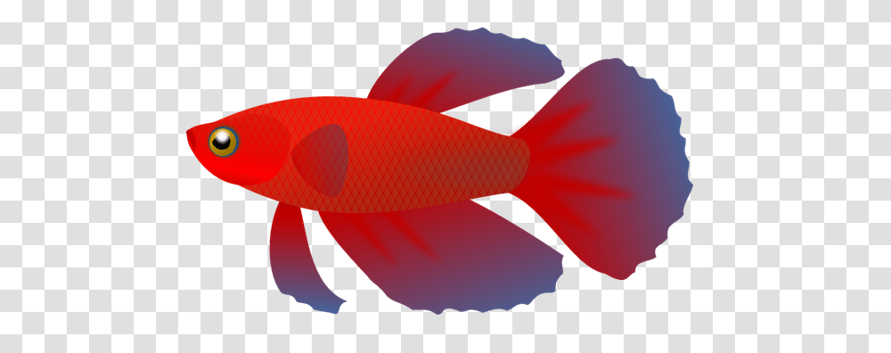 Beta Fish Clipart, Animal, Goldfish Transparent Png