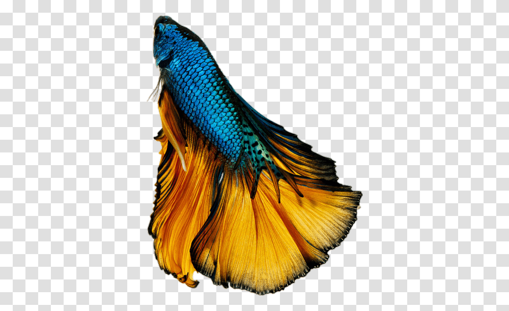 Betta Bettafish Bettasplendens Fish Blue Black Gold Fan, Bird, Animal, Sea Life, Beak Transparent Png