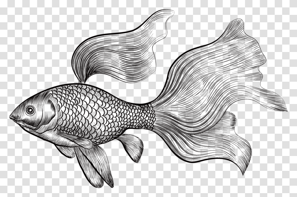 Betta Drawing At Getdrawings Engraved Illustration Gold Fish, Animal, Sea Life, Coho, Cod Transparent Png