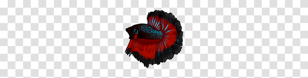 Betta Fish, Animal, Sea Life, Invertebrate, Purple Transparent Png