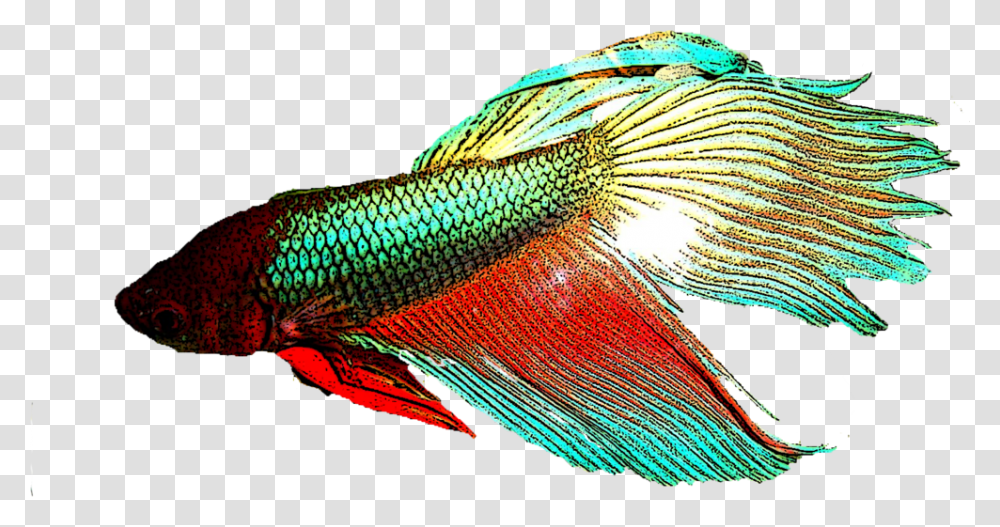 Betta Fish Background, Animal, Aquatic, Water, Goldfish Transparent Png