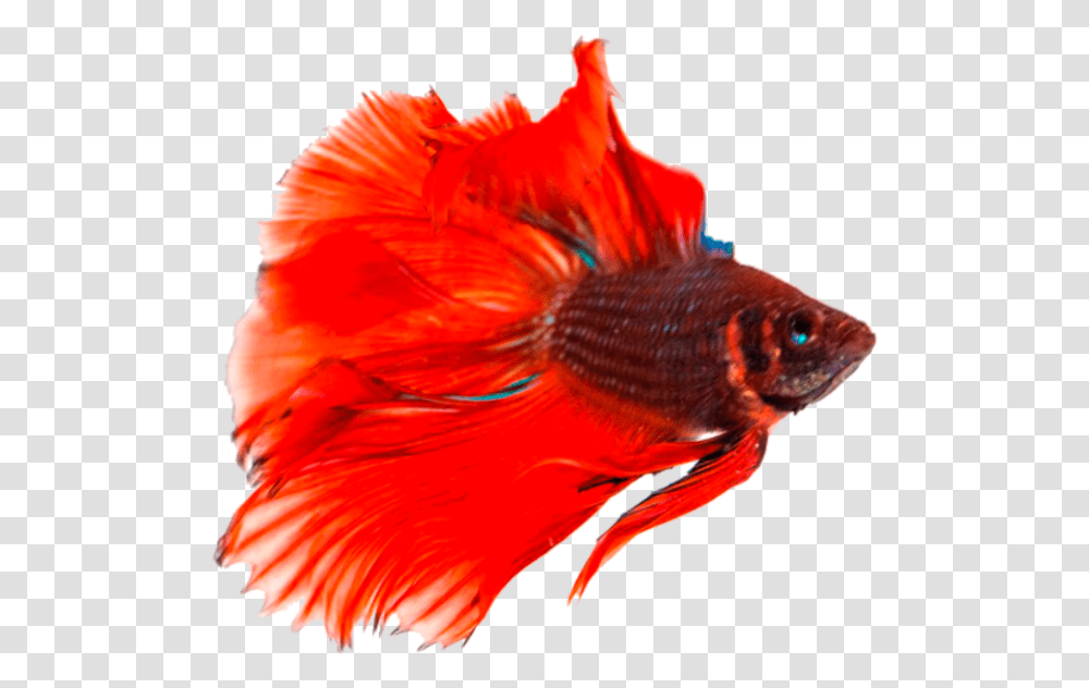 Betta Fish Background, Animal, Goldfish, Bird Transparent Png