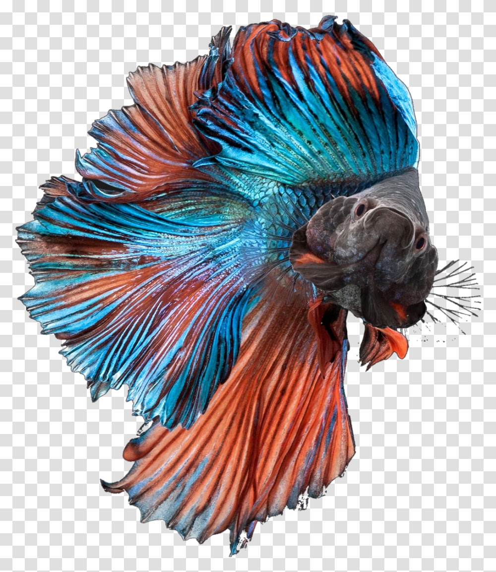 Betta Fish Bettasplendens Bettafish Blue Orange Fancy Betta Fish, Animal, Bird, Chicken, Poultry Transparent Png