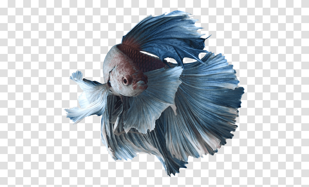 Betta Fish, Bird, Animal, Goldfish Transparent Png