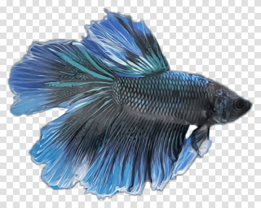 Betta Fish Clipart Blue Betta Fish, Animal, Bird, Sea Life, Goldfish Transparent Png
