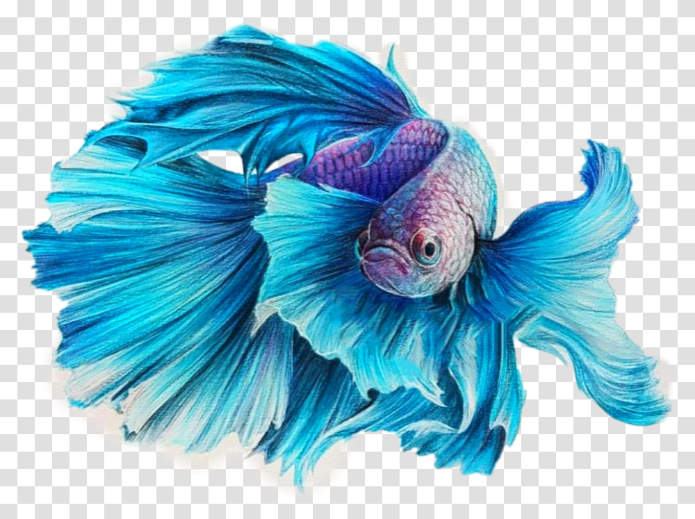 Betta Fish Clipart Fish Drawing Color Pencil, Flower, Plant, Animal, Bird Transparent Png
