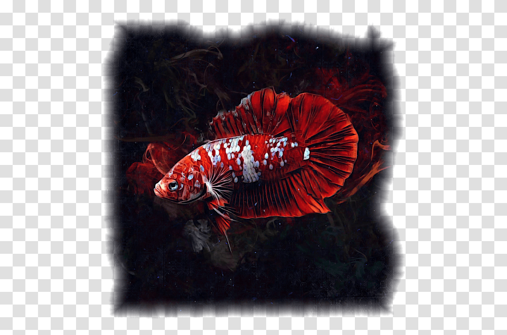 Betta Fish Super Red, Animal, Painting, Goldfish Transparent Png