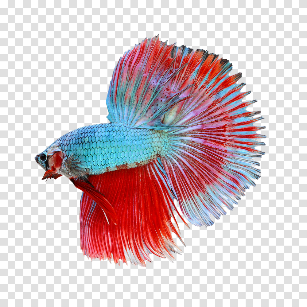 Betta Image, Animal, Bird, Fish, Brush Transparent Png