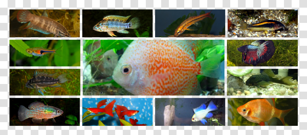 Betta Imbellis Female Download Coral Reef Fish, Animal, Angelfish, Sea Life, Advertisement Transparent Png