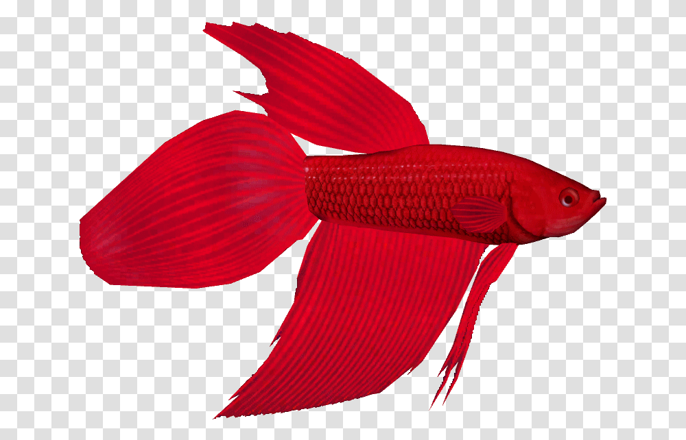 Bettathom Bony Fish, Animal, Goldfish Transparent Png