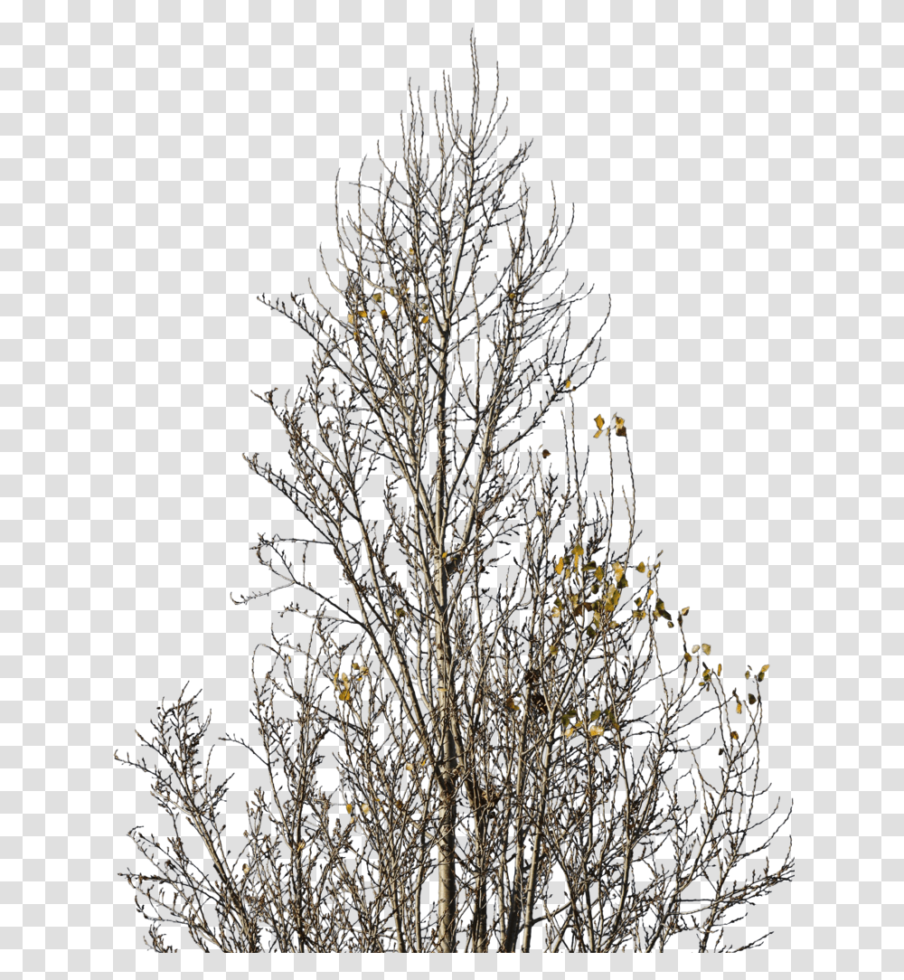 Betula Nigra Winter, Tree, Plant, Nature, Bush Transparent Png
