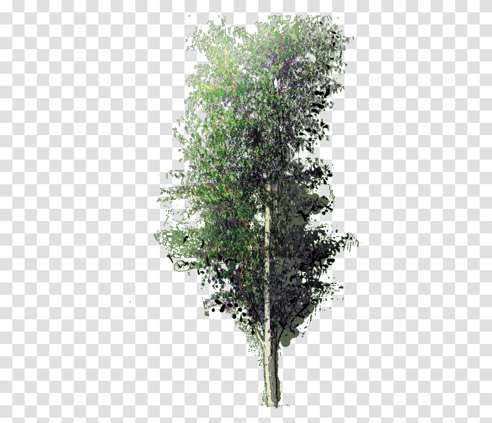 Betula Pendula Fastigata W 23 Jan Ulmus Alata, Tree, Plant, Tree Trunk, Conifer Transparent Png