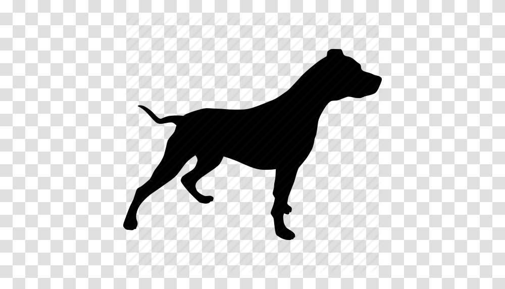 Beware Bull Canine Dog Pet Pit Pitbull Icon, Piano, Leisure Activities, Musical Instrument, Mammal Transparent Png