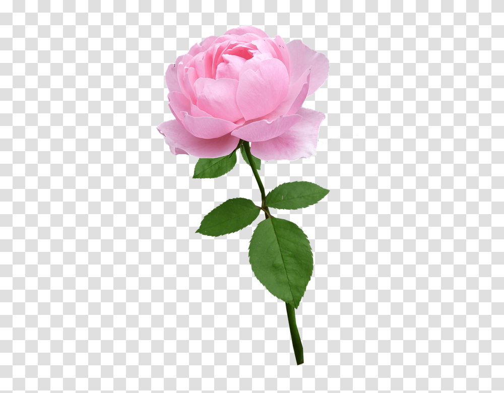Beware The Hidden Message In Your Valentines Day Flowers Flower, Rose, Plant, Blossom, Petal Transparent Png