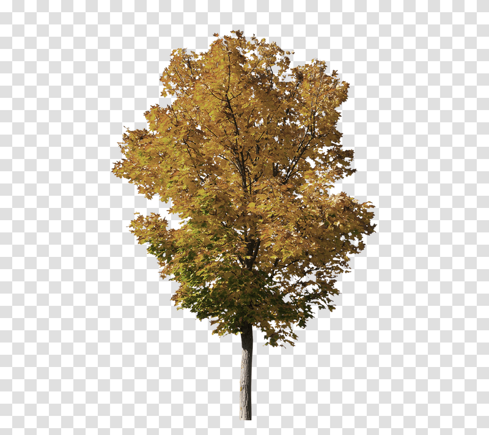 Bg Gambel Oak, Tree, Plant, Maple, Tree Trunk Transparent Png