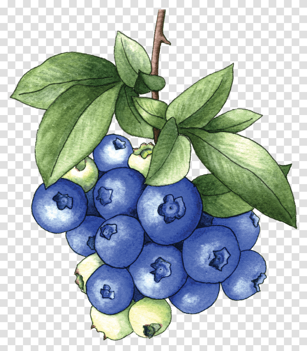 Bh Blueberries Berkeley Horticultural Nursery Berkeley Blueberry On Bush, Plant, Fruit, Food, Grapes Transparent Png