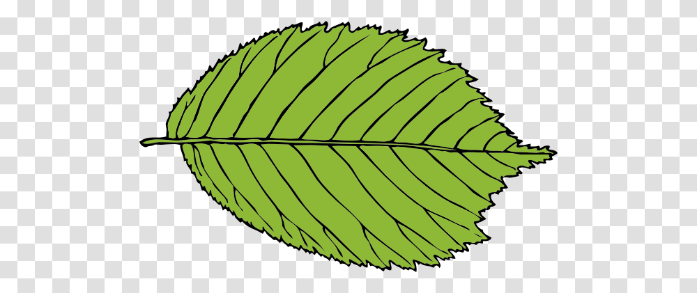 Bi Serrate Leaf Clip Arts Download, Plant, Green, Fern, Veins Transparent Png