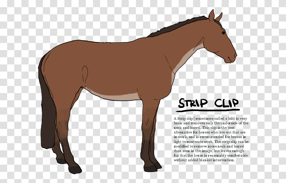 Bib Strip Clip For Horses, Mammal, Animal, Foal, Colt Horse Transparent Png