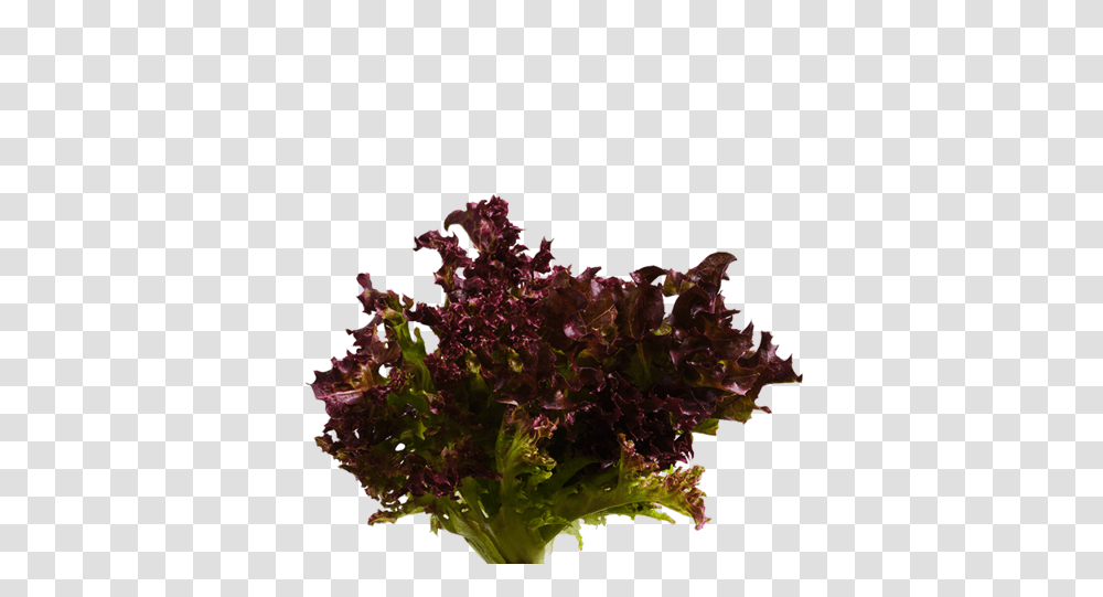 Bibb Lettuce Seedpods - Dn Flower, Plant, Food, Vegetable, Vase Transparent Png