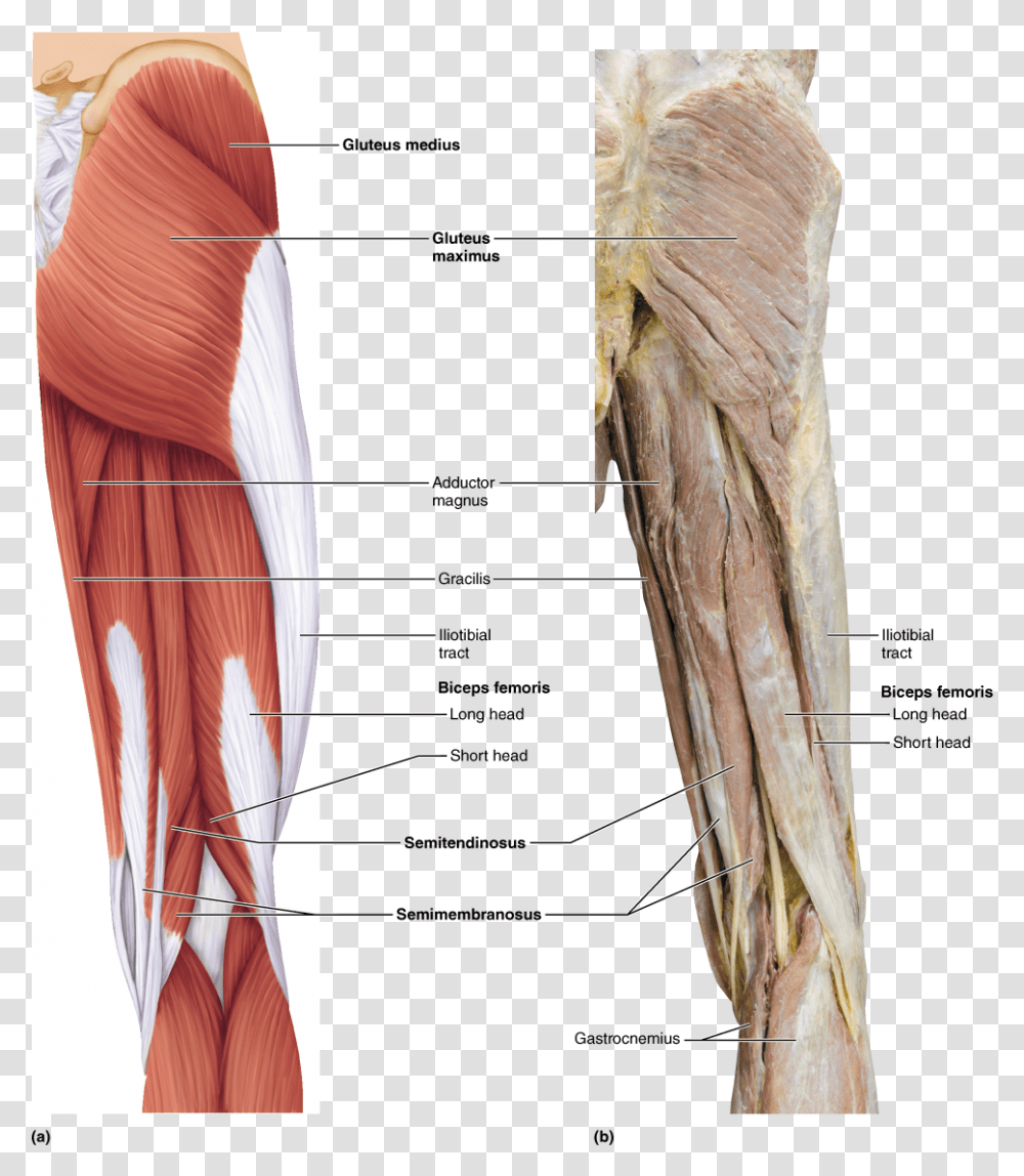 Biceps Femoris Adductor Magnus, Tie, Accessories, Accessory, Person Transparent Png