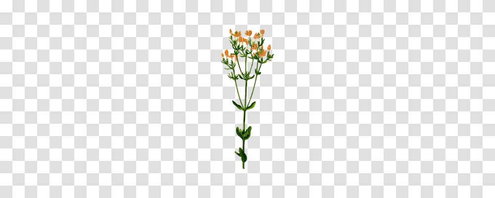 Biennial Technology, Plant, Flower, Petal Transparent Png