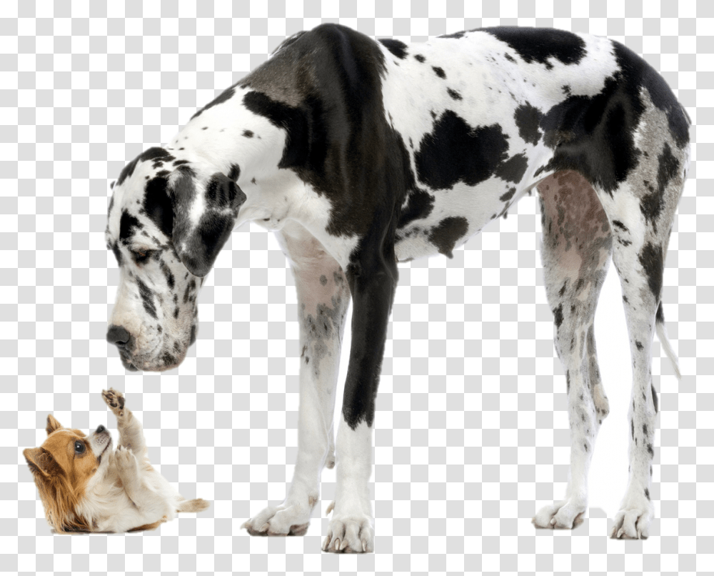 Big And Small Dog, Pet, Animal, Mammal, Canine Transparent Png