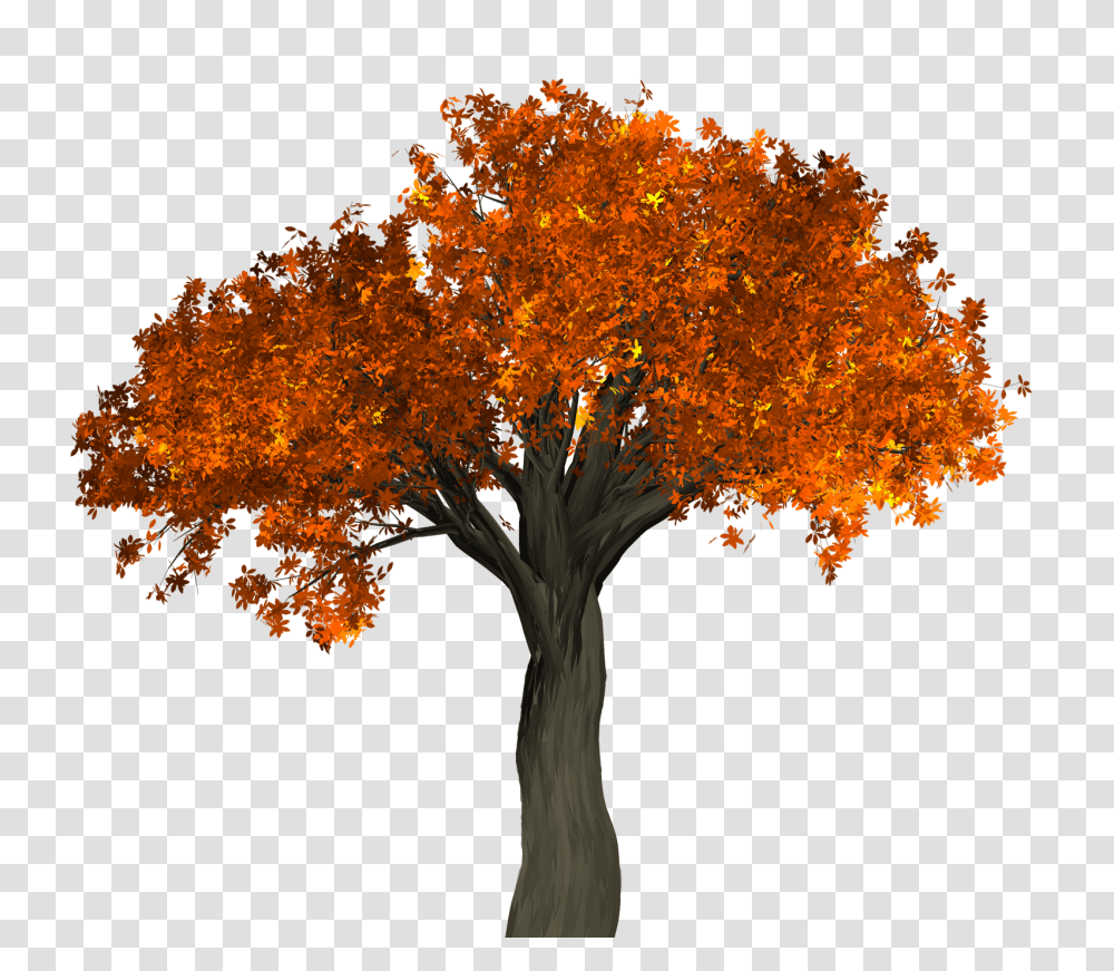 Big Autumn Tree Image Background Orange Tree, Plant, Leaf, Maple, Cross Transparent Png