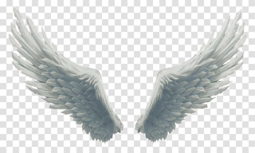 Big Beautiful White Fluffy Wings Angelwings Angel, Bird, Animal, Outdoors Transparent Png