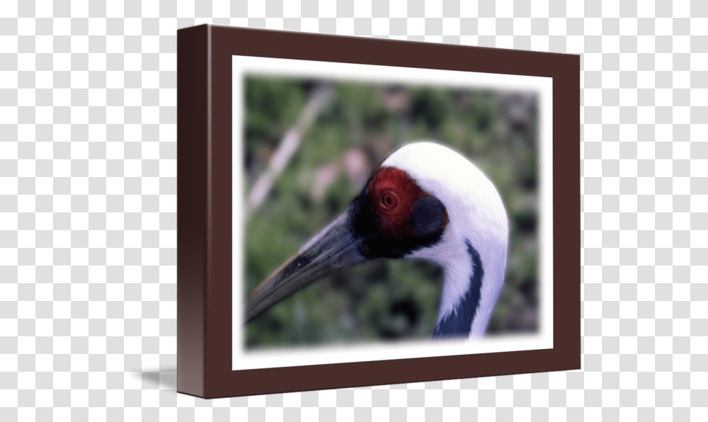 Big Bird By Frank Reginella Picture Frame, Animal, Crane Bird, Waterfowl, Beak Transparent Png
