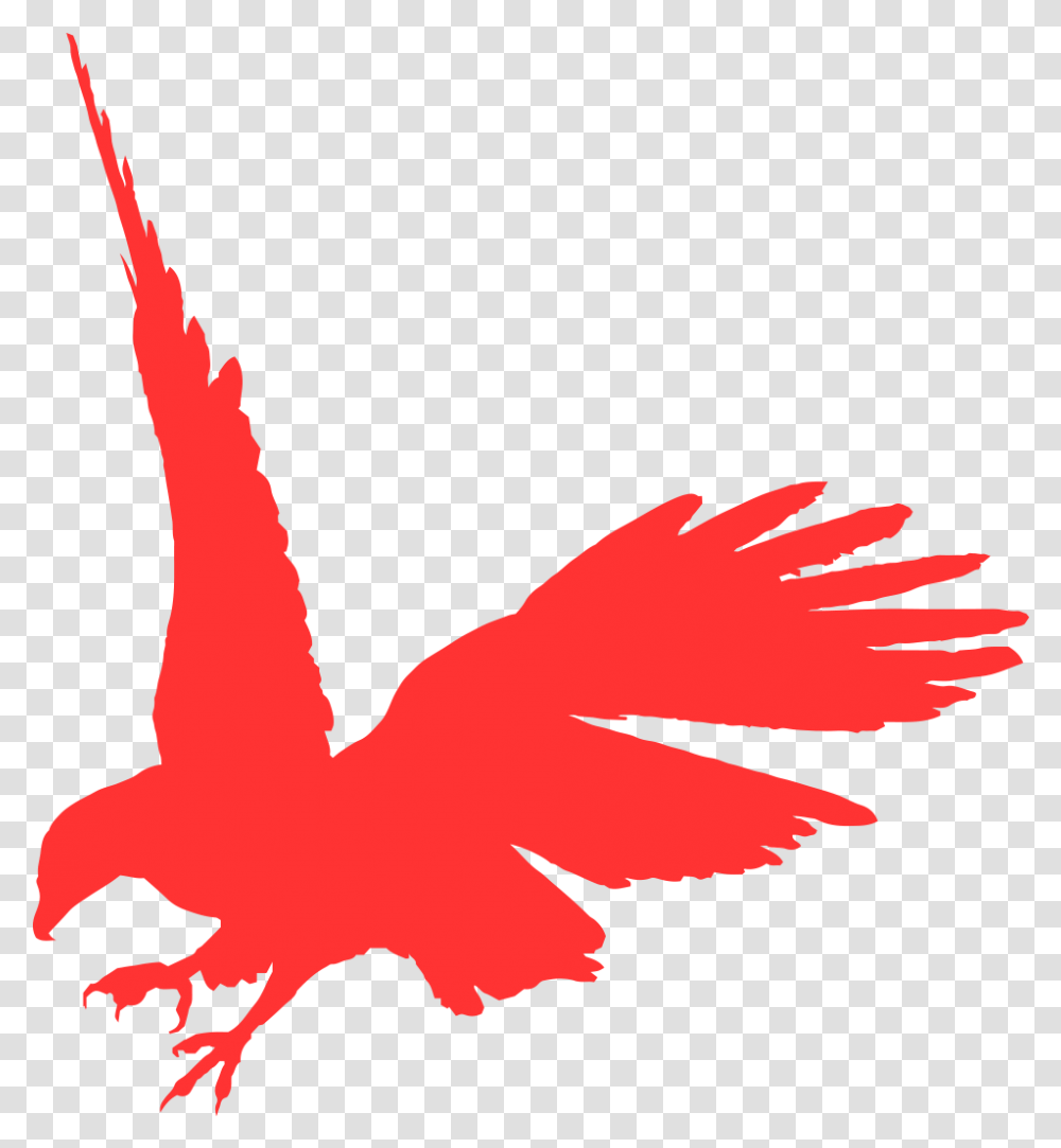 Big Bird Face Flying Raven, Animal, Eagle, Cardinal Transparent Png