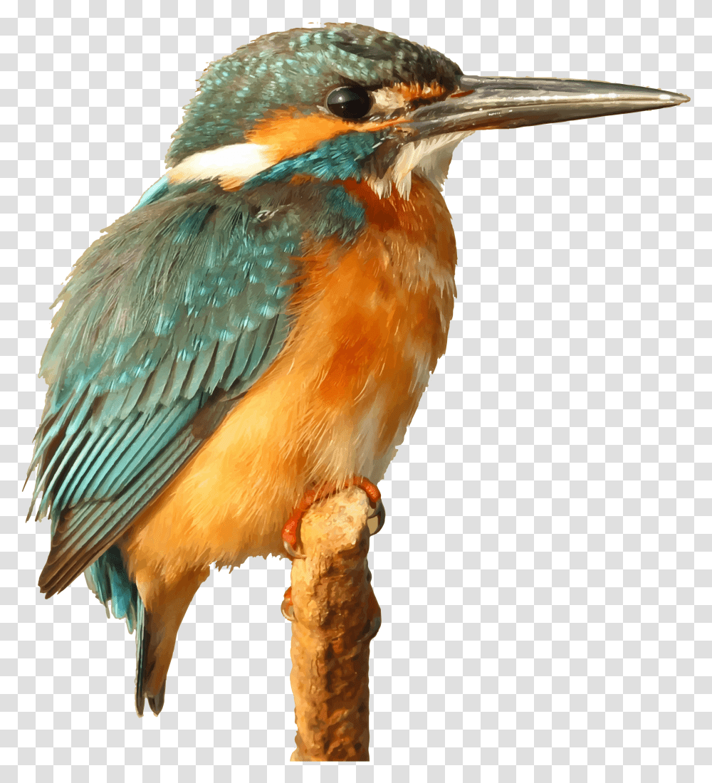Big Bird Kingfisher, Animal, Bee Eater, Jay, Bluebird Transparent Png
