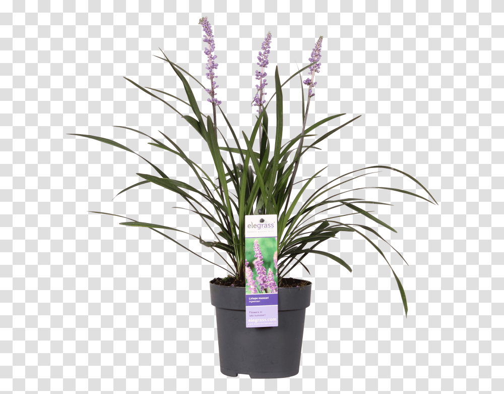 Big Blue Lily Turf Fernleaf Lavender, Plant, Flower, Blossom, Paper Transparent Png