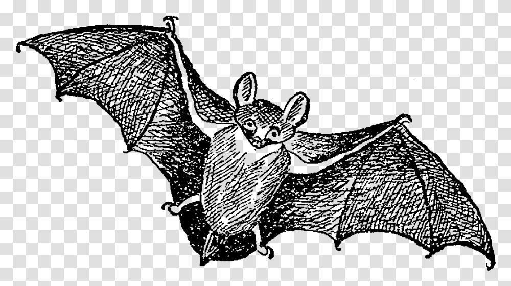 Big Brown Bat, Nature, Outer Space, Astronomy, Universe Transparent Png