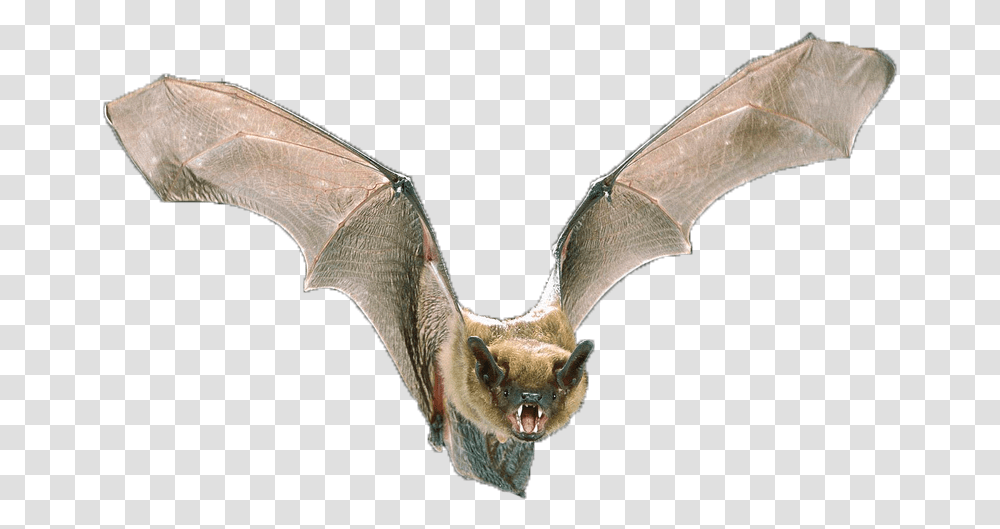 Big Brown Bat Opinion About Bats, Axe, Tool, Animal, Wildlife Transparent Png