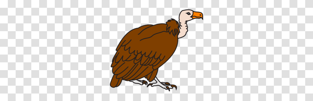 Big Brown Vulture Clip Art, Bird, Animal, Condor, Helmet Transparent Png