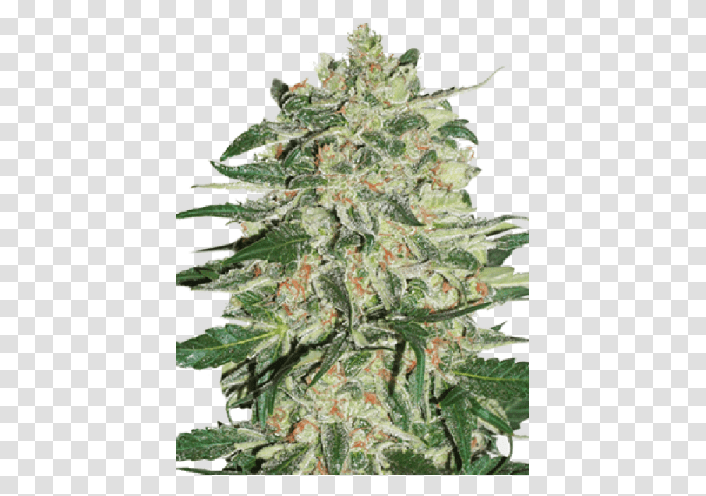 Big Bud Feminized, Plant, Weed, Sprout, Flower Transparent Png