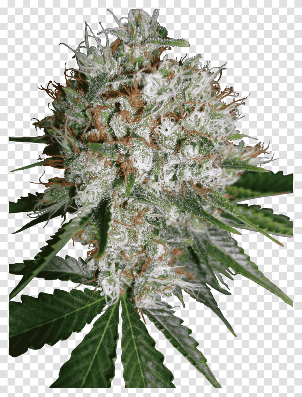 Big Bud Xxl, Plant, Weed, Hemp, Flower Transparent Png