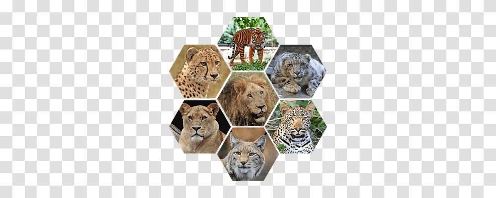 Big Cats Animals, Wildlife, Mammal, Collage Transparent Png