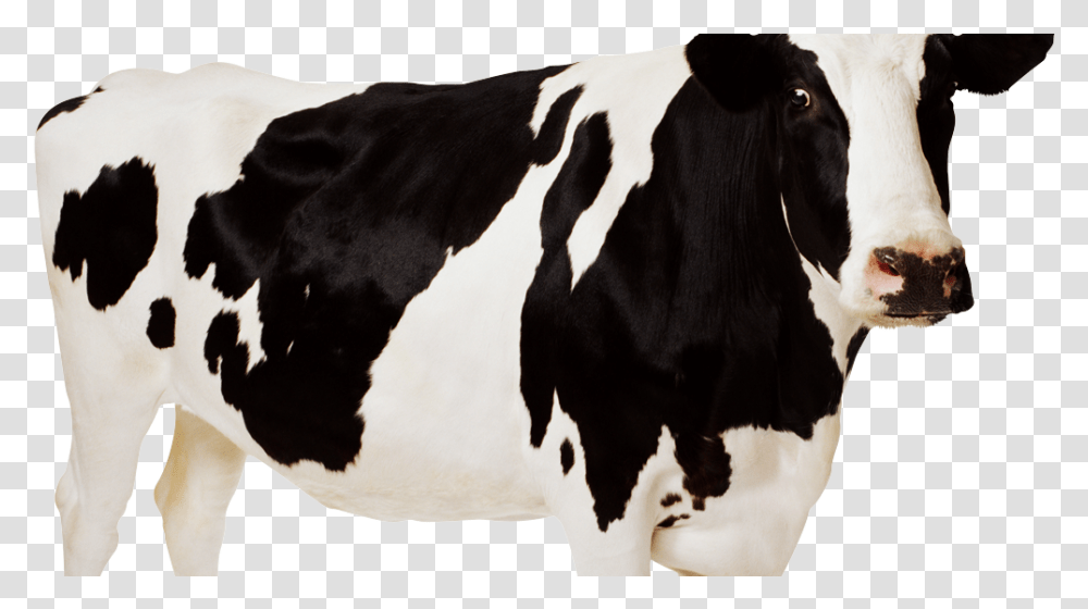 Big Cow, Cattle, Mammal, Animal, Dairy Cow Transparent Png