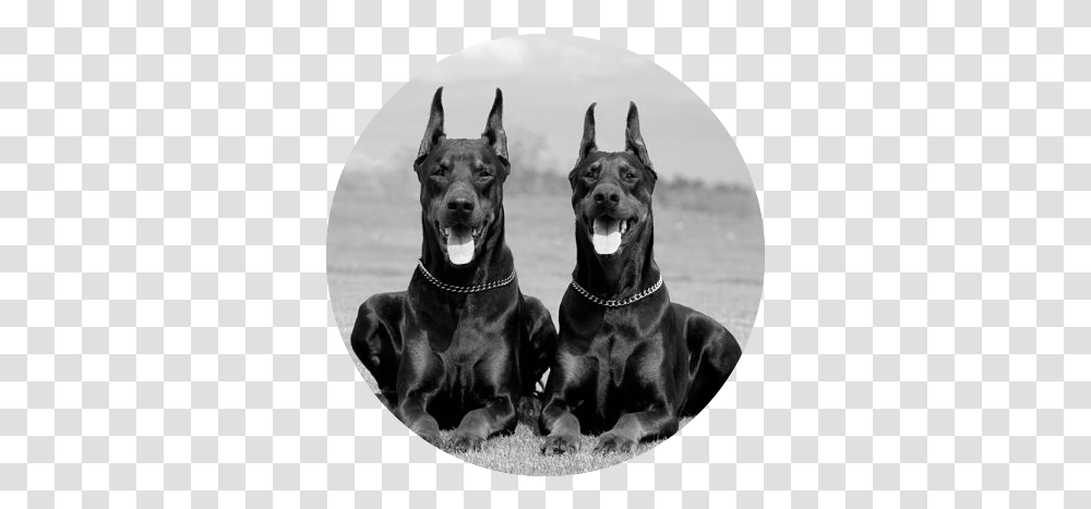 Big Dobermans Image Doberman Pinscher Pair, Great Dane, Dog, Pet, Canine Transparent Png