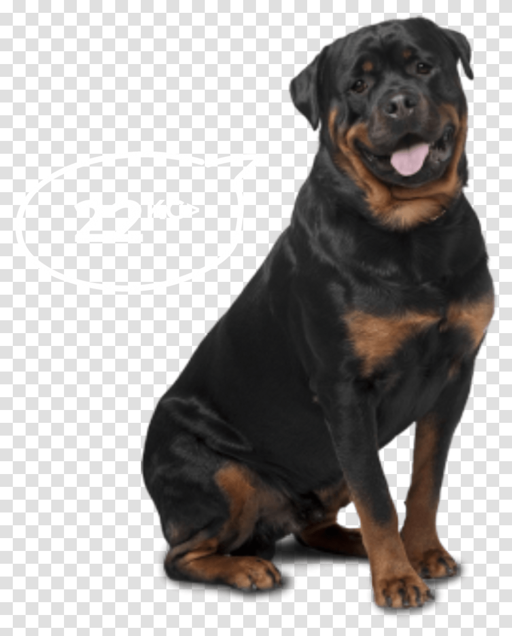Big Dogs Bi Monthly Rottweiler Labrador German Shepherd, Pet, Canine, Animal, Mammal Transparent Png