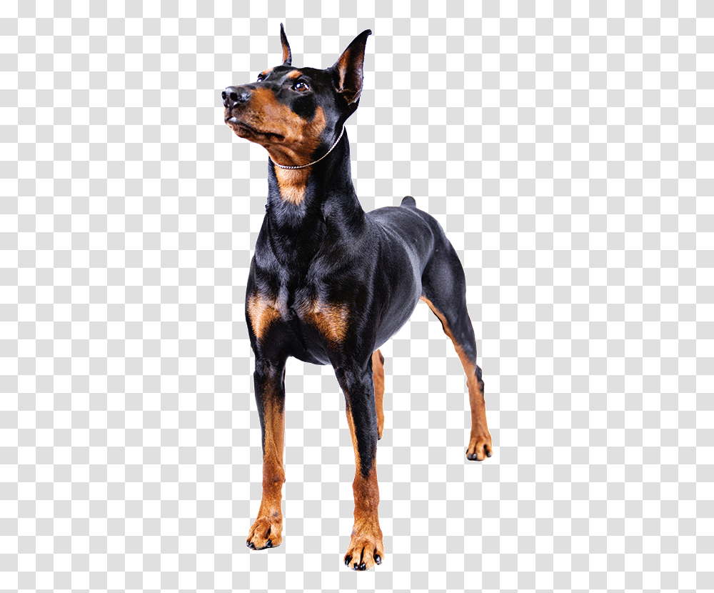 Big Dogs With Short Tails, Pet, Canine, Animal, Mammal Transparent Png